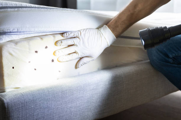 Best Termite Control Services  in Wooster, OH